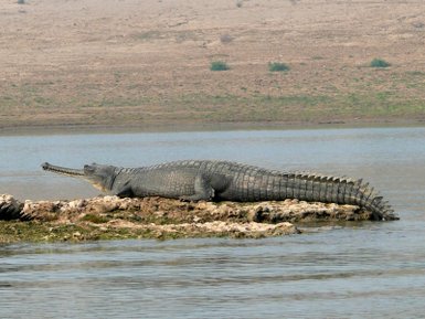 Ein Krokodil liegt entspannt auf einem Felsen am Ufer eines ruhigen Gewässers, umgeben von einer kargen Landschaft.