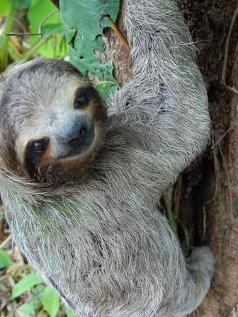 Neugieriges Faultier blickt aus dem Regenwald – Costa Rica Familienreise