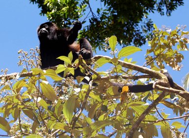 Brüllaffe ruht in den Ästen eines Baumes – Costa Rica Reise mit Kindern