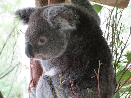 Ein neugieriger Koala sitzt an einem Baum und beobachtet seine Umgebung mit großen, lebhaften Augen.