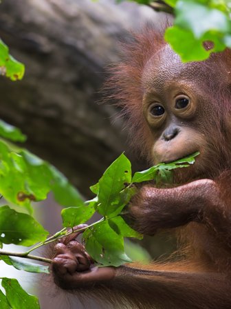 Ein Orang-Utan hangelt sich durch das Blätterdach des Dschungels – Malaysia & Borneo Familienreise