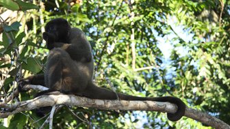 Ein neugieriger Affe sitzt auf einem Ast, während die Sonne durch das dichte Blattwerk des Amazonas scheint.