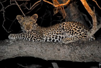 Leopard in der Dunkelheit beobachtet bei einer Nachtsafari – Südafrika Familienreise