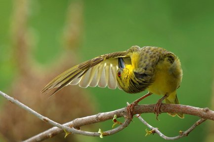 Ein gelber Vogel mit roten Augen putzt sein Gefieder auf einem Ast, während der Hintergrund in sanften Grüntönen verschwommen ist.
