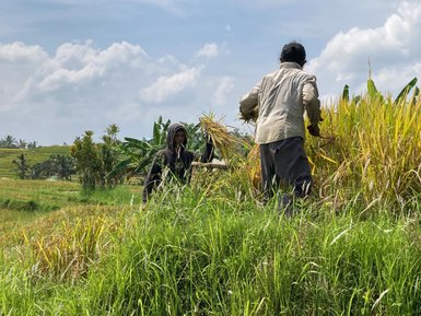 Einheimische Männer ernten frische Teeblätter in Ubud – Bali mit Kindern
