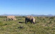 Zwei Nashörner grasen in Natur - Garden Route for family- Garden Route mit Kindern