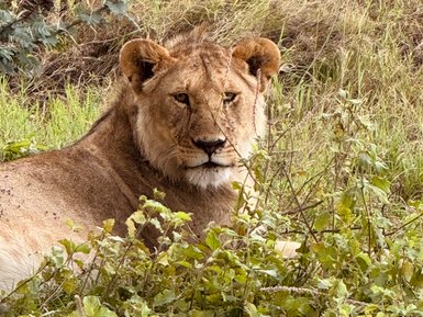 Löwin beobachtet aufmerksam die Umgebung im Serengeti-Nationalpark – Tansania Reise mit Kindern