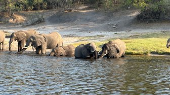 Eine Gruppe von Elefanten steht am Ufer eines Gewässers und trinkt Wasser, während die Sonne sanft auf die Szene scheint.
