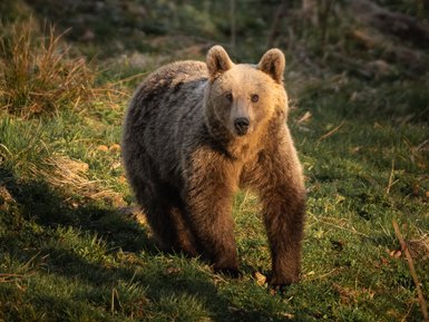 Ein Braunbär steht im ruhigen Morgenlicht auf einer Wiese mit grünem Gras und vereinzeltem Gestrüpp.