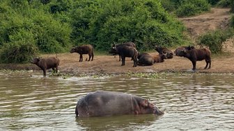 Ein Nilpferd schwimmt im Wasser, während Wasserbüffel am Ufer grasen und sich entspannen.