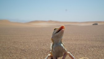 Ein Gecko steht mitten in der Wüste - Namibia Urlaub mit Kindern