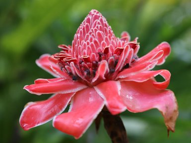 Leuchtend pinke Blüte in der Flora Costa Ricas – Costa Rica Familienreise