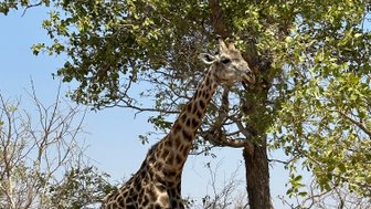 Eine Giraffe steht majestätisch neben einem Baum, während sie frische Blätter von den Ästen frisst.
