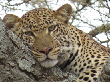 Nahaufnahme eines Leoparden, der auf einem Baum liegt – Tansania mit Kindern