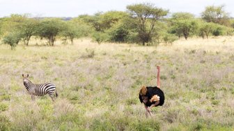 Ein Zebra steht in der Savanne und schaut neugierig, während ein Strauß im Hintergrund läuft.