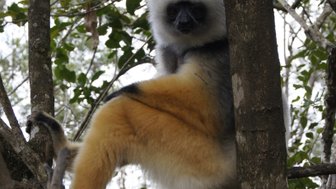 Ein Sifaka sitzt entspannt auf einem Ast, umgeben von üppigem Grün und zeigt seine auffälligen gelben Beine.