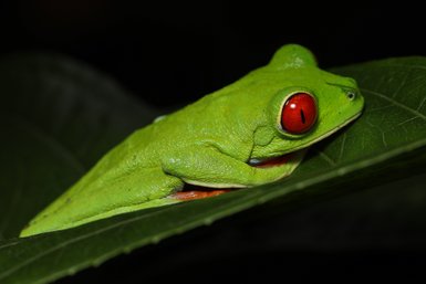 Eine leuchtend grüne Frosch sitzt entspannt auf einem großen Blatt, seine roten Augen stechen im Dunkeln hervor.