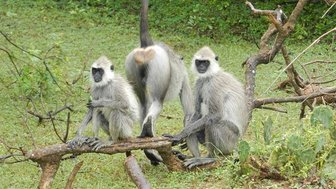  Affen ruhen auf einem Ast im Yala Nationalpark – Sri Lanka Reise mit Kindern