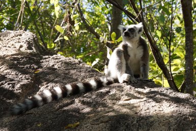 Katta Lemur auf Stein - Madagaskar Family & Teens