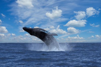 Buckelwal zeigt sich in der Drake Bay – Costa Rica mit Kindern