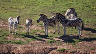 Mehrere Zebras trinken zusammen an einem Wasserloch im Addo Nationalpark – Garden Route mit Kindern