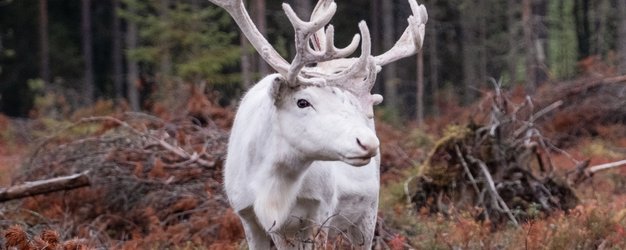 Rentiert im Wald - Finnland mit Kindern