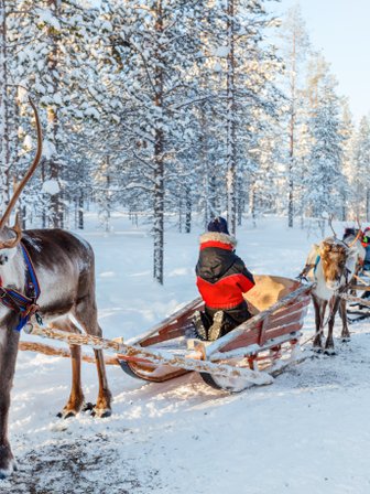 Rentier mit Schlitten im Schnee - Finnland Winter mit Kindern