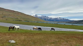 Eine Gruppe von Pferden grast friedlich an einem Gewässer, umgeben von majestätischen Bergen und einer weiten, grünen Landschaft.