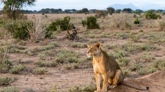 Eine Löwin sitzt in der Savanne und beobachtet aufmerksam die Umgebung
