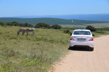 Geparktes Auto im Addo Nationalpark und zwei Zebras fressen – Garden Route mit Kindern