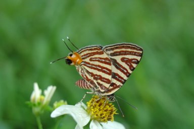 Ein Schmetterling mit auffälligen Streifen sitzt auf einer Blüte, umgeben von grünem Hintergrund und zarten Pflanzen.