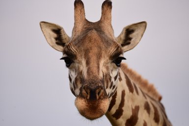 Eine Giraffe mit auffälligen Flecken und großen, ausdrucksvollen Augen blickt direkt in die Kamera.