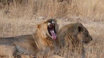 Ein Löwe reißt sein Maul zu einem Gähnen direkt in die Kamera auf - Namibia Rundreise mit Kindern
