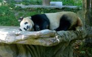 Panda schläft auf Plattform - China Family & Teens - China mit Kindern und Jugendlichen