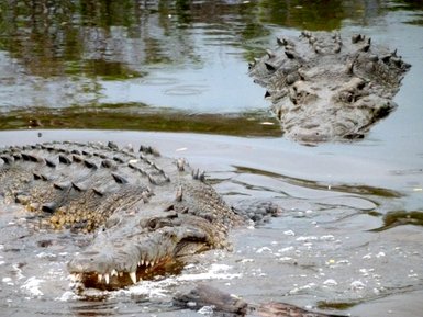 Krokodile liegen teilweise im Wasser versteckt – Mexiko Familienreise