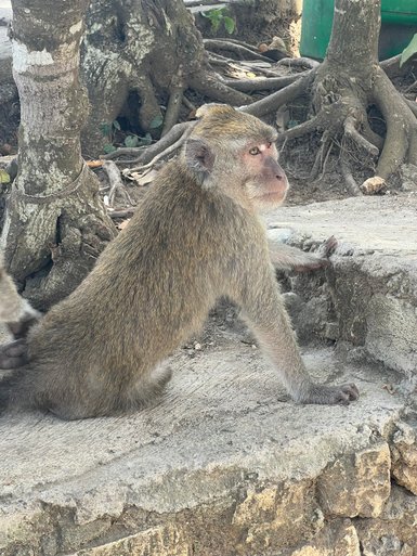 Ein neugieriger Affe auf Nusa Penida – Bali mit Kindern