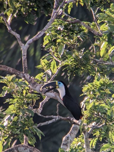 Ein Tukan sitzt auf einem Ast, umgeben von üppigem grünem Laub, mit einem auffälligen gelben Schnabel und blauen Augen.