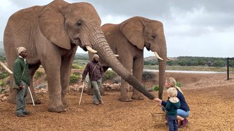 Mutter und Kind füttern gemeinsam einen Elefanten in der Buffelsdrift Game Lodge während Guides zusehen – Garden Route mit Kindern
