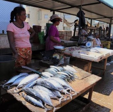 Frischer Fisch an einem Marktstand in Negombo – Sri Lanka Familienreise