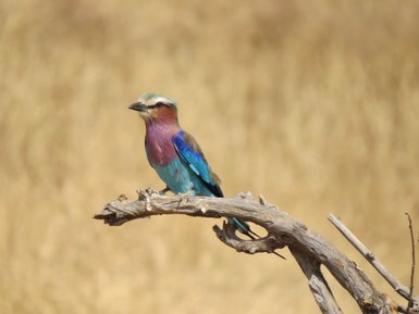 Farbenfroher Vogel sitzt auf einem Ast in der tansanischen Natur – Tansania Familienreise