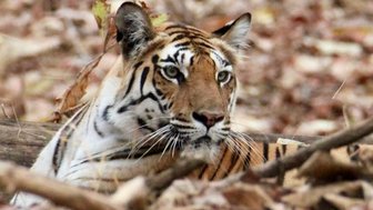 Ein Tiger liegt zwischen trockenen Blättern und Ästen, seine Augen sind aufmerksam und fokussiert auf die Umgebung.