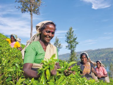 Teepflückerinnen auf einer grünen Teeplantage in Nuwara Eliya – Sri Lanka Familienreise