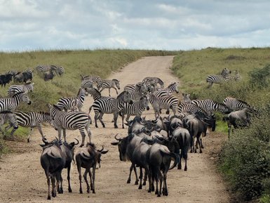 Zebras und Streifengnus im Serengeti-Nationalpark unterwegs – Tansania mit Kindern