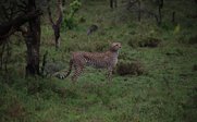Ein Gepard steht majestätisch in der grünen Savanne, umgeben von sanften Hügeln und vereinzelten Bäumen.