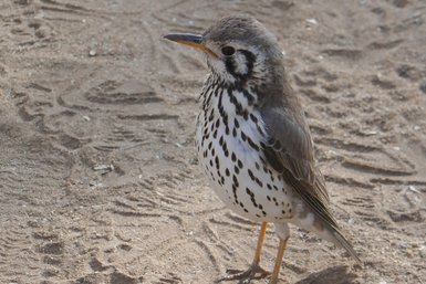Ein einzelner Vogel steht auf feinem Sand - Namibia mit Jugendlichen