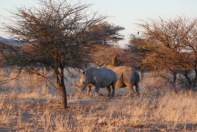 Zwei Nashörner stehen ruhig nebeneinander und grasen - Namibia mit Kindern