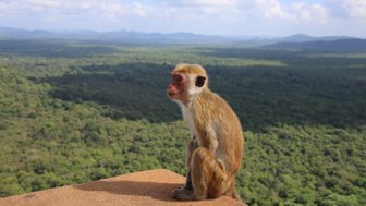 Ein Affe sitzt auf einem Felsen mit Blick über das grüne Umland von Sigiriya – Sri Lanka Reise mit Kindern