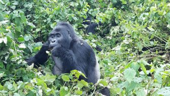 Ein Gorilla sitzt entspannt in einem dichten, grünen Dickicht und knabbert an Blättern, umgeben von üppiger Vegetation.