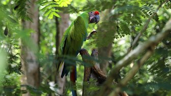 Bunter grüner Ara sitzt im tropischen Dschungel – Costa Rica Familienreise
