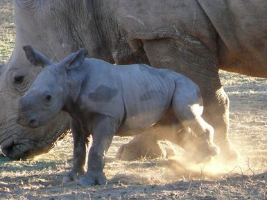 Eine Nashornmutter steht beschützend neben ihrem Jungtier - Namibia mit Kindern